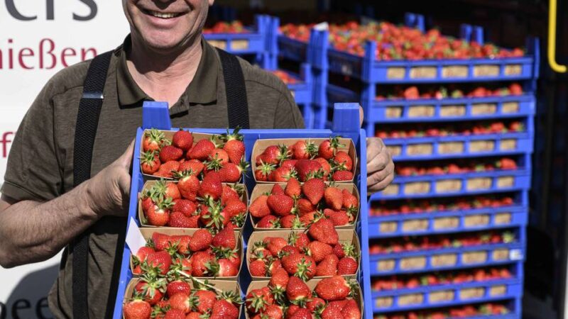 Saison in Kaarst gestartet: „Unsere Erdbeeren sind wie Diven“