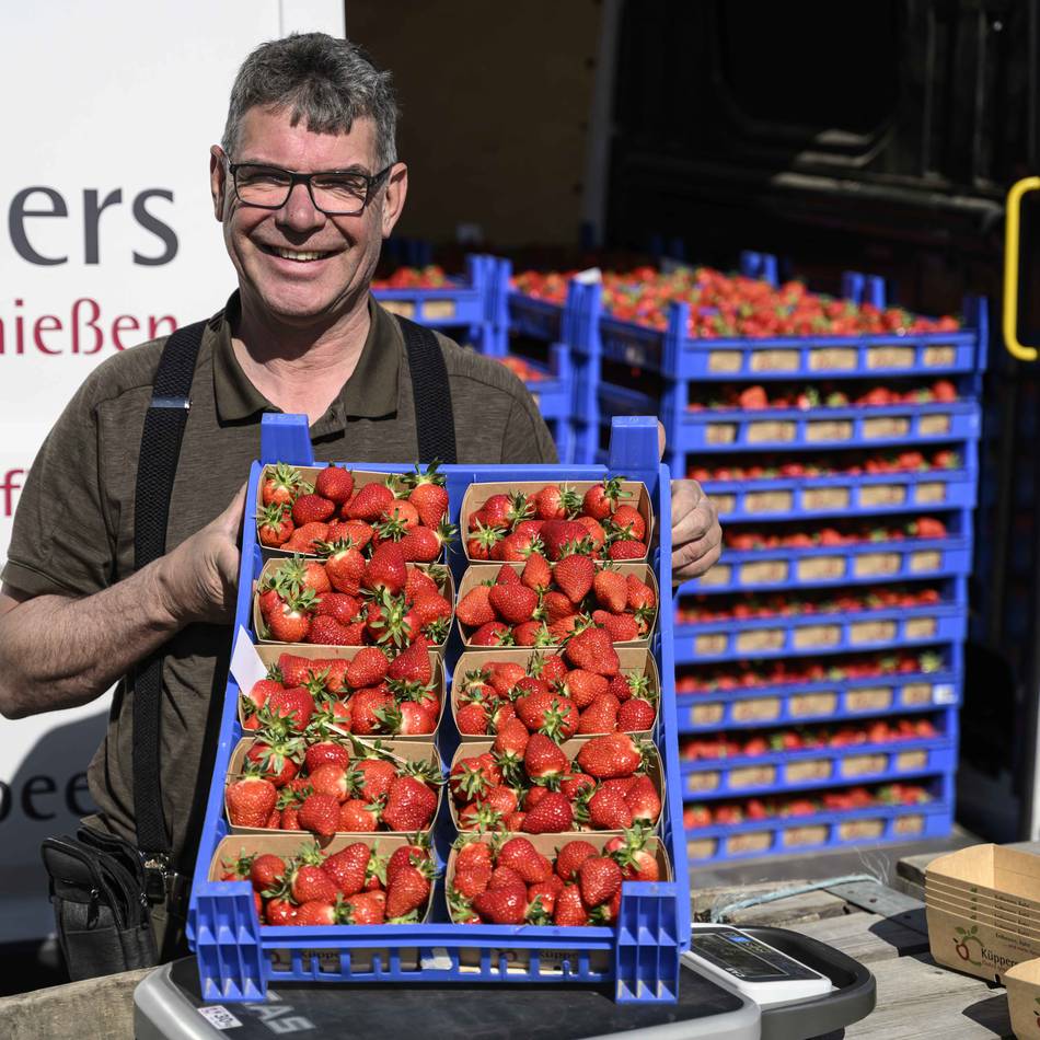 Saison in Kaarst gestartet: „Unsere Erdbeeren sind wie Diven“