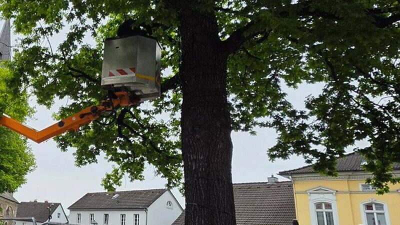 Eiche auf dem Alten Markt : Astbruch enthüllt versteckte Krankheit an Hildener Eiche