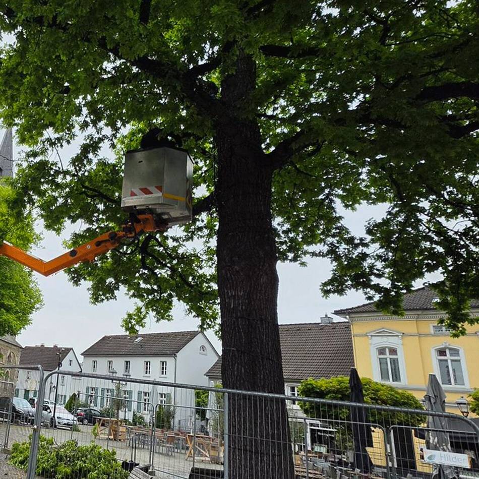 Eiche auf dem Alten Markt : Astbruch enthüllt versteckte Krankheit an Hildener Eiche