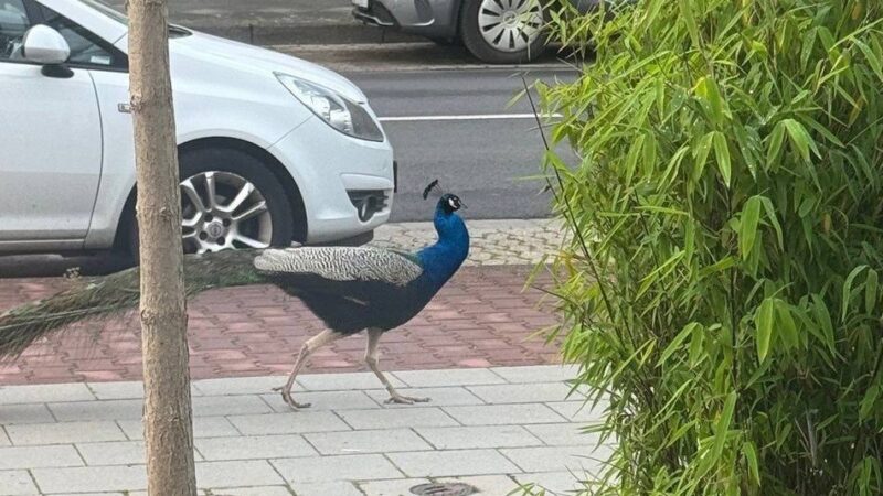 Mönchengladbacher rätseln: Was macht denn der Pfau auf der Ritterstraße?