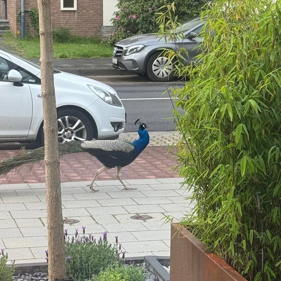 Mönchengladbacher rätseln: Was macht denn der Pfau auf der Ritterstraße?