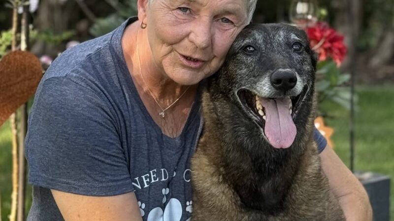Tipps von Pfotenprofis: Sommer, Sonne, Stress? – Umwelttraining hilft dem Hund