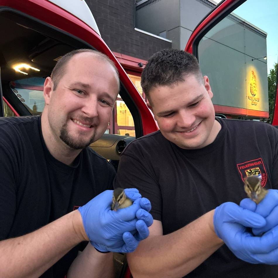 Dormagener Feuerwehr im Einsatz: Entenküken ohne Eltern unterwegs