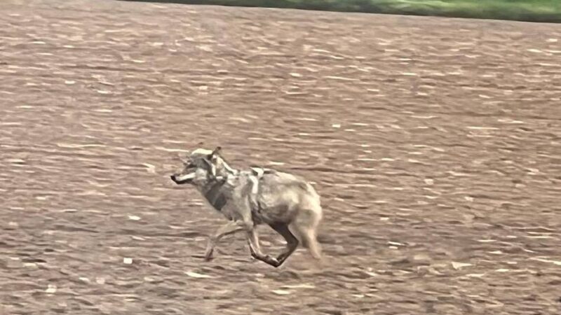 Sichtung in Duisburg-Baerl: Video zeigt möglichen Wolf am Straßenrand