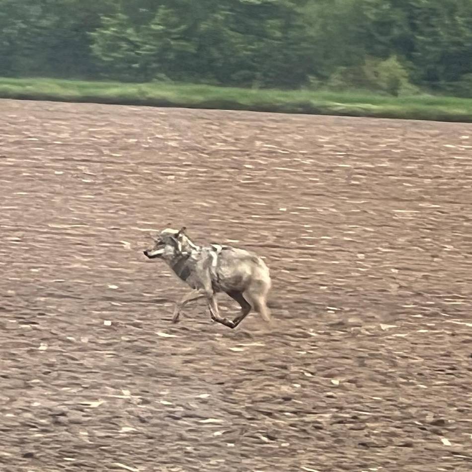 Sichtung in Duisburg-Baerl: Video zeigt möglichen Wolf am Straßenrand