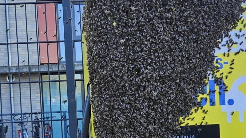 Bienen in Kleve: Bienenschwarm will in Elektro-Ladesäule nisten