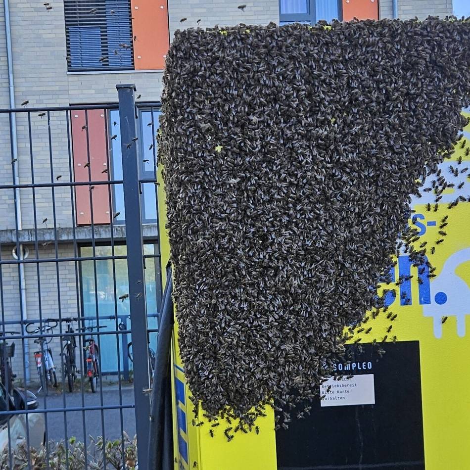 Bienen in Kleve: Bienenschwarm will in Elektro-Ladesäule nisten