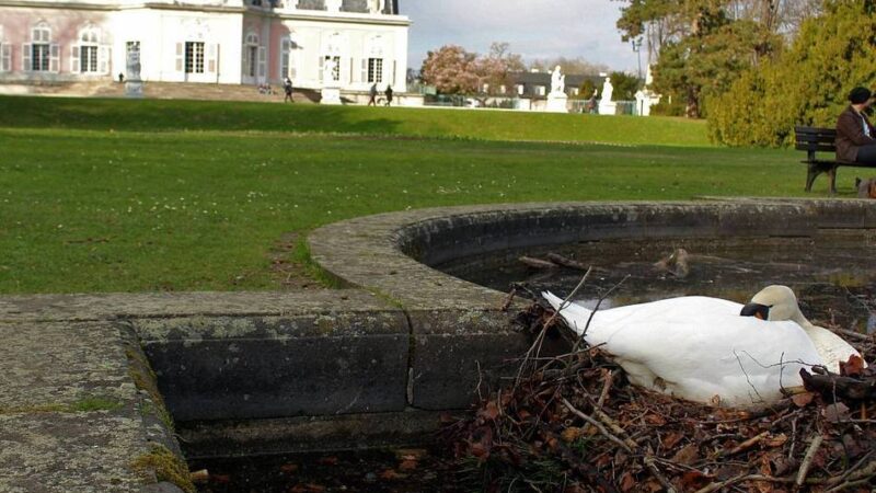 Gänsepopulation in Düsseldorf: Stadt setzt bei Gänsen auf Ein- bis Zwei-Kind-Politik
