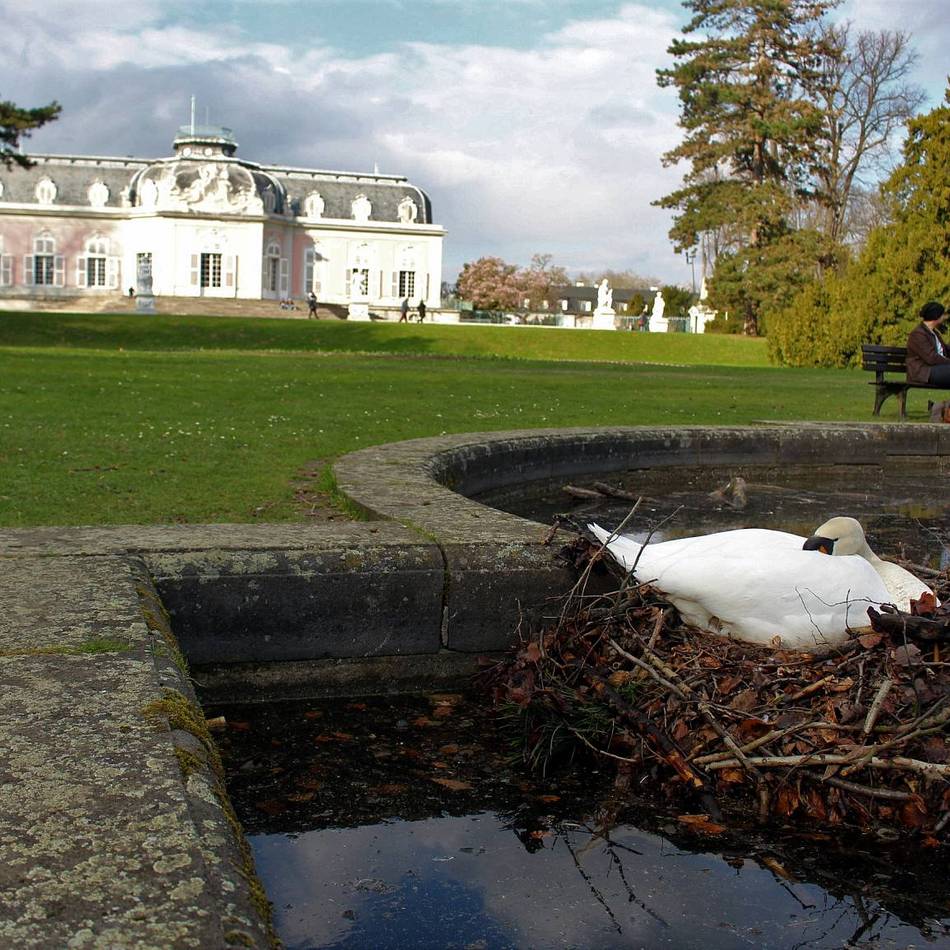 Gänsepopulation in Düsseldorf: Stadt setzt bei Gänsen auf Ein- bis Zwei-Kind-Politik