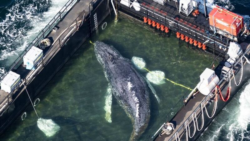 Tierärztin über Rettungsaktion: „Dieser Wal hat eine erstaunliche Lebenskraft“