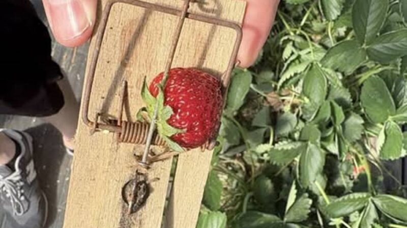 Mausefallen auf Erdbeerfeld gefunden: „Mein Gott, wer macht denn so was?“
