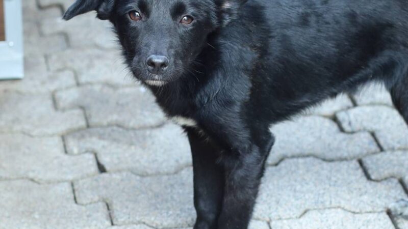 „Tier der Woche“ in Wermelskirchen: Kleiner Wirbelwind sucht erfahrene Hundeeltern
