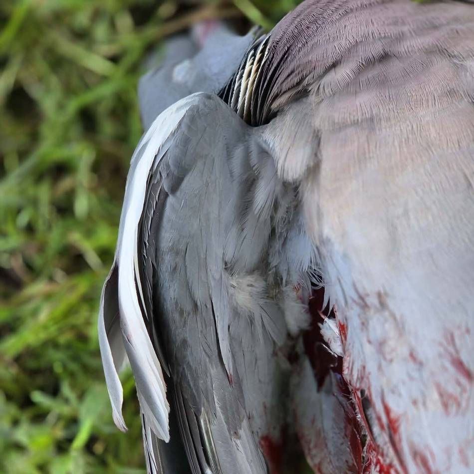 Polizei sucht Zeugen: Rätsel um tote Taube im Xantener Kurpark – wurde der Vogel abgeschossen?