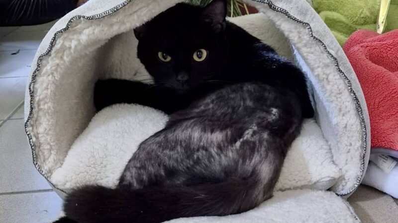 Hückeswagener Crowdfunding-Aktion: Angefahrener Kater Rudi ist wieder zu Hause – dank vieler Spender