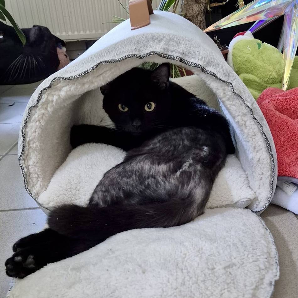Hückeswagener Crowdfunding-Aktion: Angefahrener Kater Rudi ist wieder zu Hause – dank vieler Spender