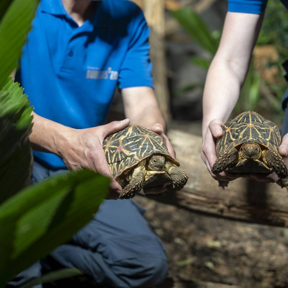 Burgers’ Zoo: Warum diese Schildkröten jetzt in Arnheim leben