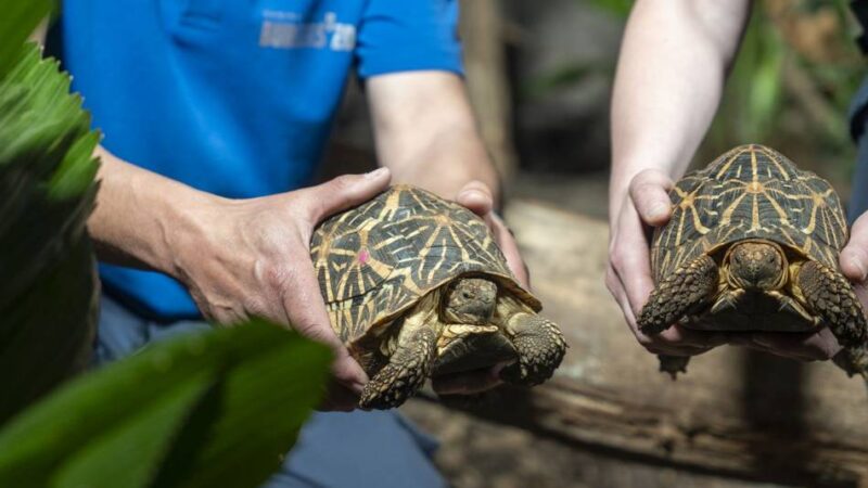 Vom Zoll sichergestellt: Burgers’ Zoo in Arnheim nimmt beschlagnahmte Schildkröten auf