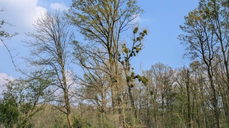 Meerbuscher Wald: „Das sind nicht ein paar Randbäume, das ist ein Flächensterben“