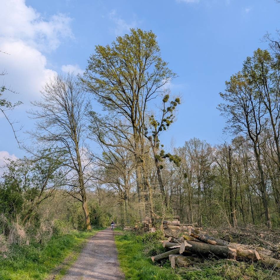Meerbuscher Wald: „Das sind nicht ein paar Randbäume, das ist ein Flächensterben“