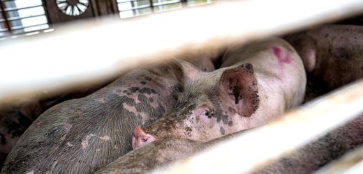Oldenburg: Tierschützer haften für heimliche Schweinevideos