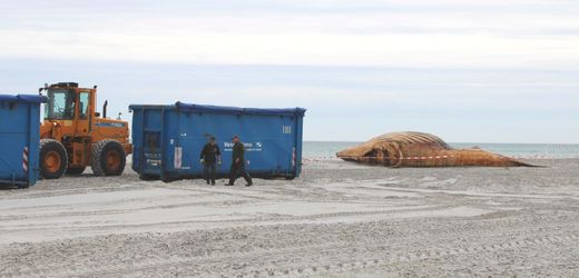 Odyssee durch die Ostsee: Buckelwal-Kadaver wird zu Biodiesel verarbeitet