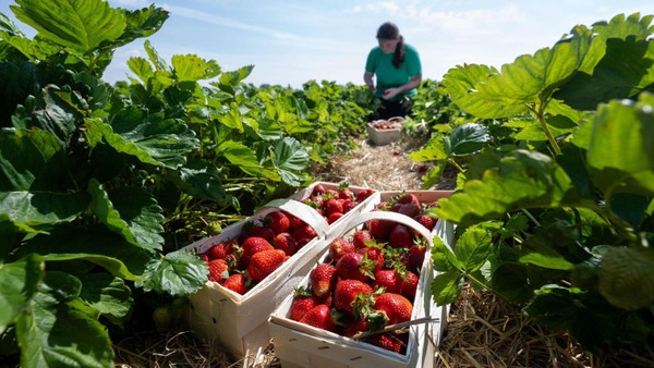 Erdbeeren naschen erlaubt: Dieser Velberter Landwirt vertraut auf faire Kunden