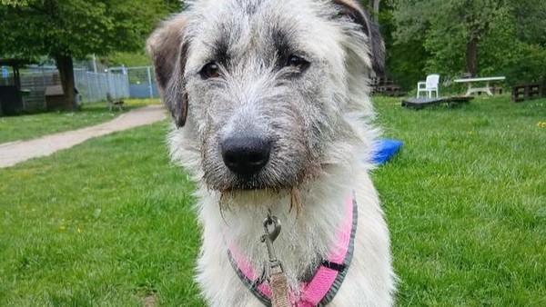 Sensible Hündin Minu sucht als Einzelprinzessin erfahrene Hundehalter