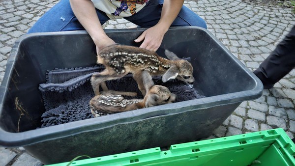 Rehkitz gestorben: Vorfall in Velbert macht Tierretter fassungslos