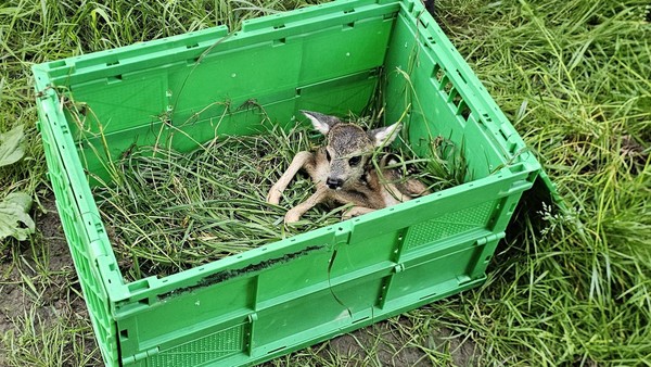 Freude bei Tierrettern: Dem zweiten Velberter Rehkitz geht es besser