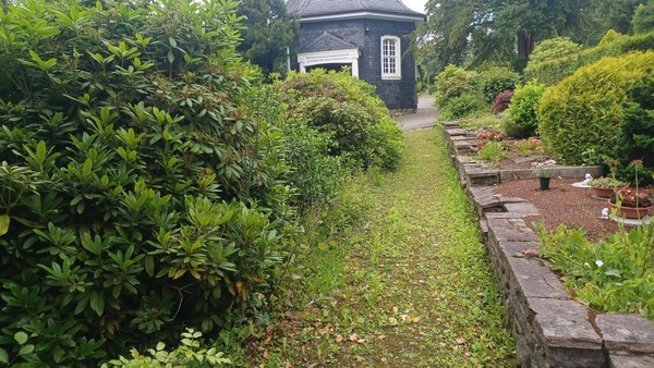 „Das sieht hier schlimm aus“: Neuer Ärger über Wildwuchs auf Velberter Friedhof