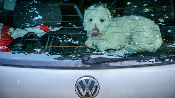 63-Jähriger Erkrather lässt Hund bei mehr als 30 Grad im Auto zurück