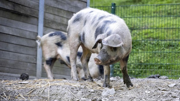 Speck und Fleck suhlen sich: So bleiben die Tiere im Velberter Park trotzdem cool