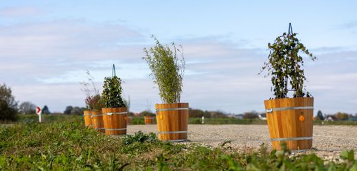 Blumenkübel-Streit in Schwanau: Maschinenbauunternehmen Herrenknecht erwägt Verlagerung des Standorts