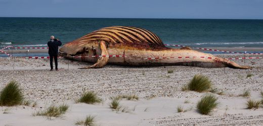 Ostsee-Wal »Timmy«: Staatsanwaltschaft Schwerin prüft dreistellige Zahl von Vorgängen
