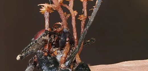 Borneo: Biologen entdecken Parasitenart, die sich von anderen Parasiten ernährt