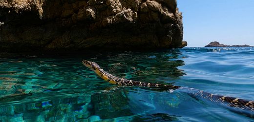 Hufeisennatter: Schlangen schwimmen von Ibiza zu Nachbarinseln – wohl aus Hunger