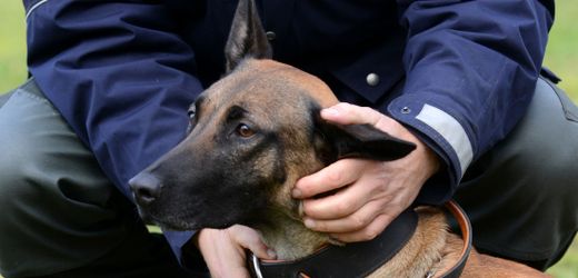 Bielefeld: Mann soll Polizeihund mit Deutschlandfahne provoziert haben – Tier beißt zu