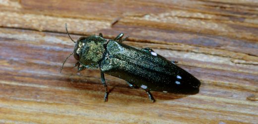 Eichenprachtkäfer: Waldschädling breitet sich in Thüringen massiv aus