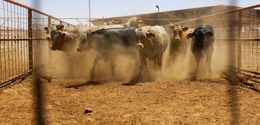 Neuwelt-Schraubenwurmfliege: Fleischfressender Parasit befällt Kalb in Texas