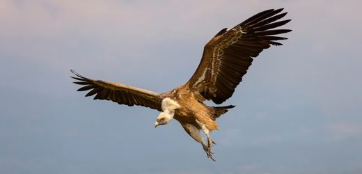 Klein Lobke bei Hannover: Warum hat der Gänsegeier das Storchennest geplündert?