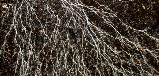 Mykorrhiza-Netzwerke: Wie Pilze unterirdisch unsere ganze Welt umspannen