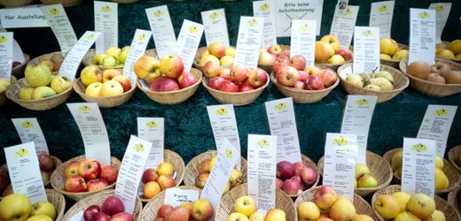 Gentechnik im Supermarkt: Bio-Verbände warnen vor Folgen für Verbraucher