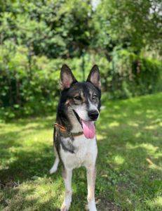 Tier der Woche: Aktiver Hund mit Selbstbewusstsein