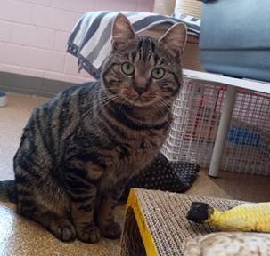 Tier der Woche aus Hilden: Eigenständiger Kater sucht verständnisvolle Menschen