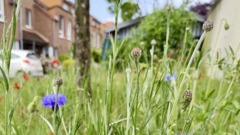 Politik in Dormagen: SPD will ökologische Grünflächenpflege