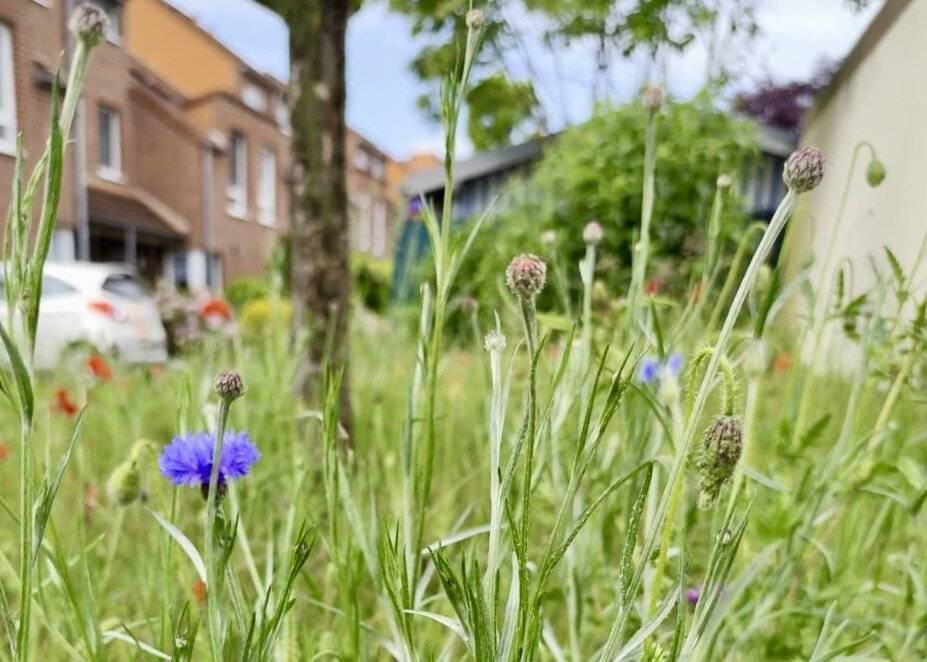 Politik in Dormagen: SPD will ökologische Grünflächenpflege
