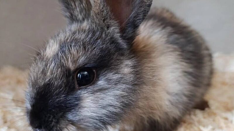 Tierheim Hilden: Zwei Kaninchen am Autobahnkreuz Hilden ausgesetzt