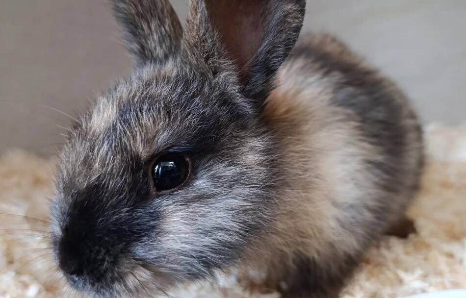 Tierheim Hilden: Zwei Kaninchen am Autobahnkreuz Hilden ausgesetzt