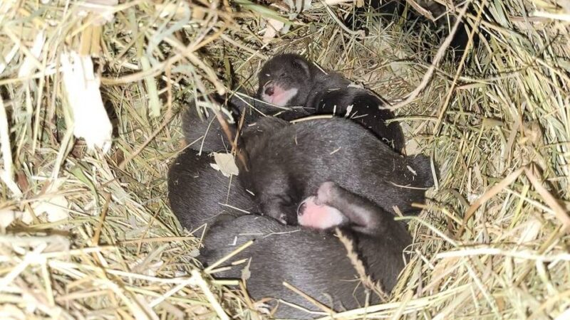 Aussterbende Art in Mönchengladbach: Nerz-Babys im Tiergarten sind eine echte Sensation